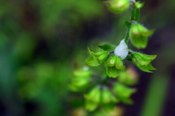 close up of a flower