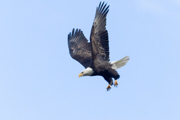 Bald Eagles at Eleven Mile Canyon