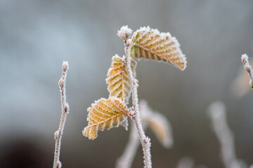 Winter wonderland on a cold and sunny morning over the meadows of Boechout, Belgium