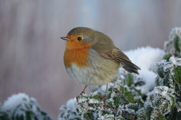 European robin (Erithacus rubecula) perched on bush in bitterly cold winter landscape