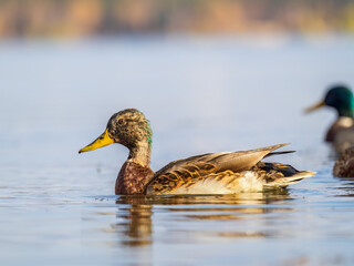 Mallard female Duck swims in the pond.