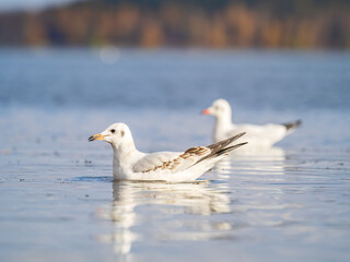 One Seagull, The Black-headed gull, Adult bird in winter plumage, swims on the calm lake shore