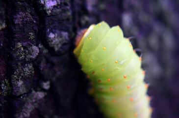 luna moth on a tree