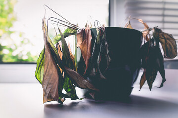 a dried house plant in a pot on the windowsill. improper care of indoor plants. the concept of problematic houseplant care. ecology and environment concept