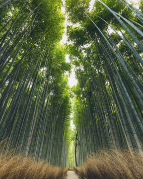 Kameyama bamboo forest; Kyoto, Kansai, Japan