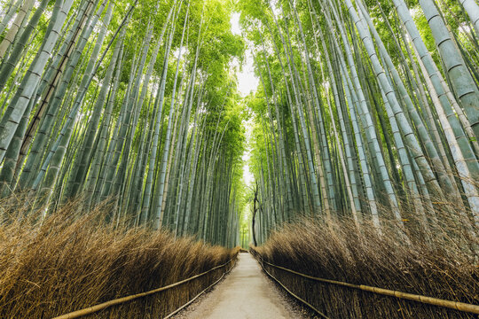 Kameyama bamboo forest; Kyoto, Kansai, Japan