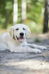Light golden retriever puppy lies on the ground in the park, blurred background. A puppy of a golden retriever lies on a lawn in a park in summer. a white golden retriever in the park.