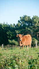Vacas marrones en pradera de hierba verde
