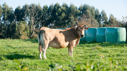 Vacas marrones en pradera de hierba verde