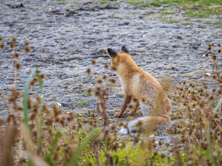 Close up of a red fox Vulpes vulpes, sitting on a path in the forest.