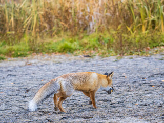 The red fox Vulpes vulpes walks along a path in the forest.