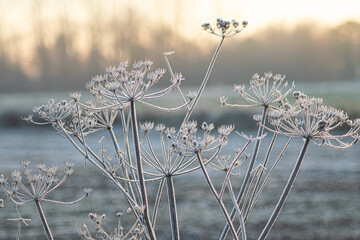 Winter wonderland on a cold and sunny morning over the meadows of Boechout, Belgium
