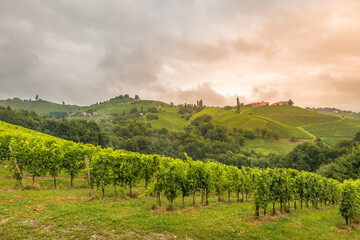 Fototapeta na wymiar Scenery vineyard along the south Styrian vine route named suedsteirische weinstrasse in Austria at sunset, Europe.