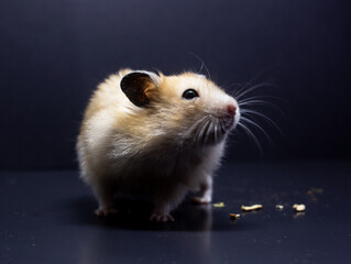 Chomik syryjski, hamster, cute pet, zwierze w domu