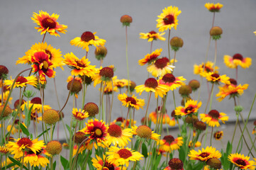 Gaillardia (Blanket Flower) in bloom 