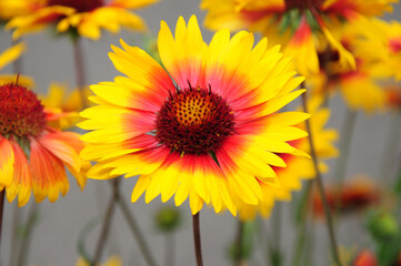 Gaillardia (Blanket Flower) in bloom 