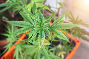 Cannabis Leaves on blurred background with sunlight.