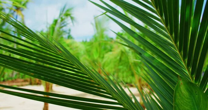 Relax view of tropical palm leaves sway wind on white sandy beach with green forest blurred background. Exotic balinese rainforest. Natural asian flora, greenery.