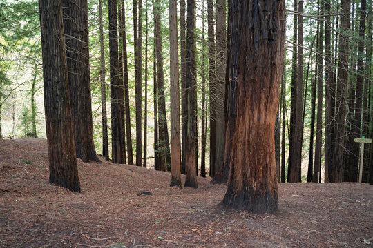 landscape view of secuoya forest 