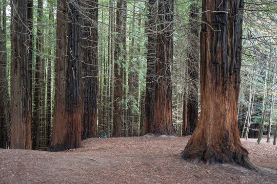 landscape view of secuoya forest 