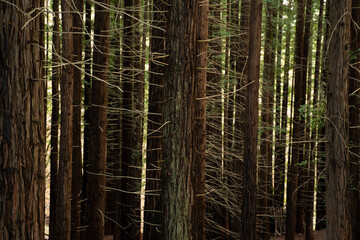 landscape view of secuoya forest 