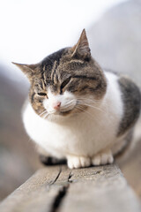 close up of a cat resting over a wooden fence