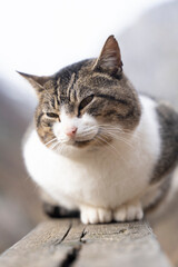close up of a cat resting over a wooden fence