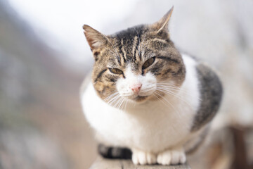 Naklejka na ściany i meble close up of a cat resting over a wooden fence
