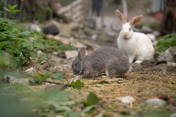 Naklejka na ściany i meble small furry rabbits pacing in the ground of a farm
