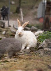 small furry rabbits pacing in the ground of a farm