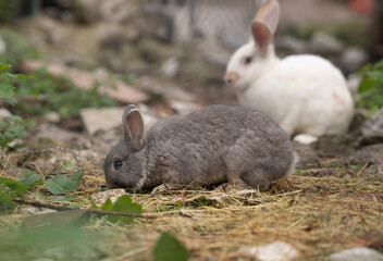 small furry rabbits pacing in the ground of a farm