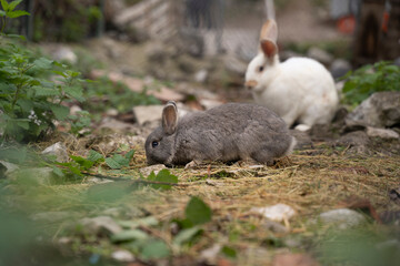 small furry rabbits pacing in the ground of a farm