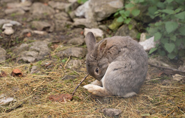 small furry rabbits pacing in the ground of a farm