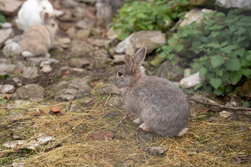 small furry rabbits pacing in the ground of a farm