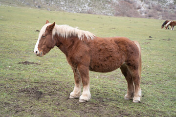 brown horses pacing peacefully on a green field in the mountains