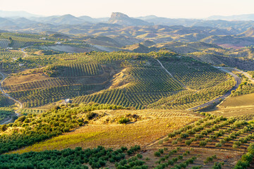 Andalusian fields full of olive trees on the slope of the mountains of Grazalema, Cadiz, Spain. © josemiguelsangar