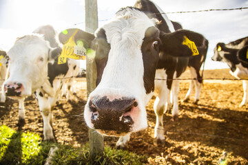 Two Holstein cows standing at a barb wire fence looking curiously at the camera with identification tags in their ears at a robotic dairy farm, North of Edmonton; Alberta, Canada