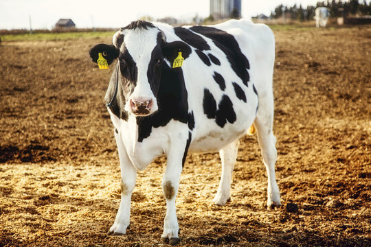 Holstein cow standing in a fenced area with identification tags in it's ears and farm structures in the background on a robotic dairy farm, North of Edmonton; Alberta, Canada