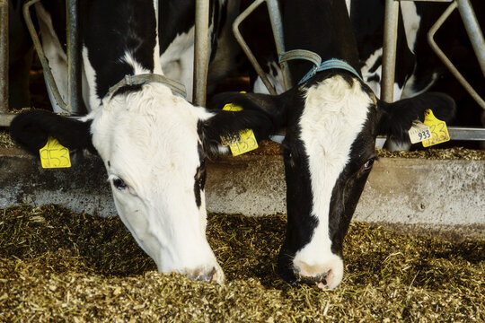 Holstein dairy cows with identification tags on their ears standing in a row along the rail of a feeding station on a robotic dairy farm, North of Edmonton; Alberta, Canada