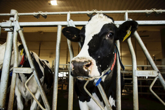 Holstein dairy cow looking at the camera while standing in a row along the rail of a feeding station on a robotic dairy farm, North of Edmonton; Alberta, Canada