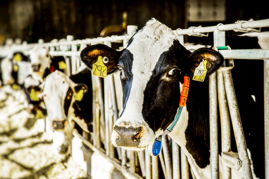 Holstein dairy cow with identification tags on their ears looking at the camera while standing in a row along a rail of a feeding station on a robotic dairy farm, North of Edmonton; Alberta, Canada