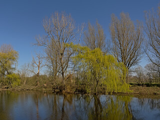 Fototapeta na wymiar Spring trees and reed along a pool in Scheldt valley on a sunny day near Ghent, Flanders, Belgium 