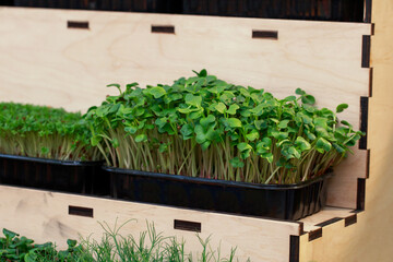 Close-up of microgreen broccoli