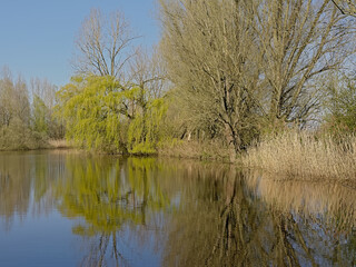 Fototapeta na wymiar Spring trees trees and reed along a pool in Scheldt valley,on a sunny day near Ghent, Flanders, Belgium 