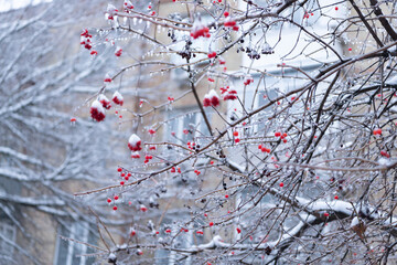 closeup of winter nature season with frosty rowan berries twig. winter nature with frosty rowan
