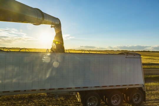 Offloading freshly harvested canola from a combine to a grain truck using the auger at sunset; Legal, Alberta, Canada