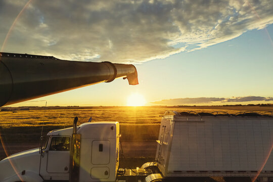 A grain truck at sunset is fully loaded with Canola after a combine is finished transferring its harvest using the auger; Legal, Alberta, Canada