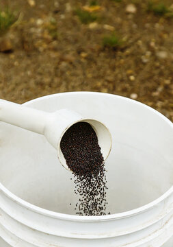 Canola seed sample being poured into a pail during harvest; Legal, Alberta, Canada