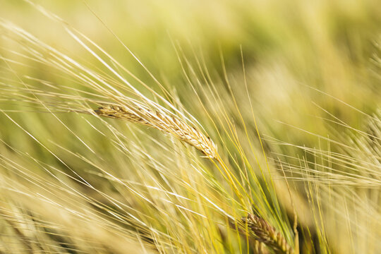 Close-up of barley ripening and ready for harvest; Legal, Alberta, Canada