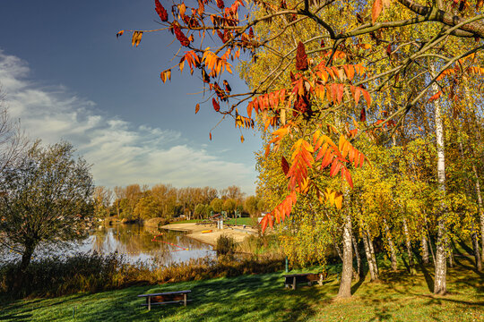 Las brzozowy w parku na brzegu jeziora z plażą